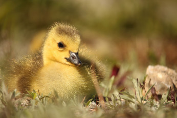 Картинка животные гуси птенец малыш гусёнок луг макро