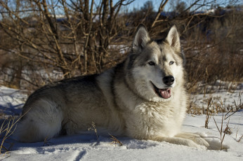 Картинка животные собаки друг снег маламут красавец