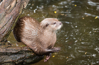 Картинка животные выдры +каланы +ондатры хищник выдра лапки мордочка поза бревно водоём