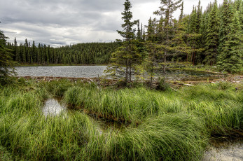 Картинка природа реки озера река лес