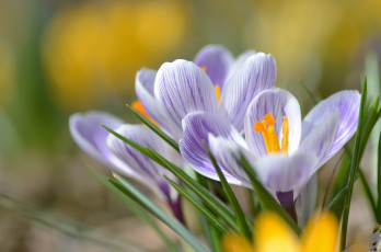 Картинка цветы крокусы лепестки макро