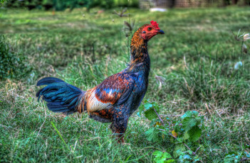 Картинка животные куры +петухи петух бойцовый