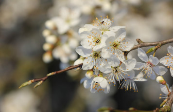 Картинка цветы цветущие+деревья+ +кустарники ветка листья дерево весна