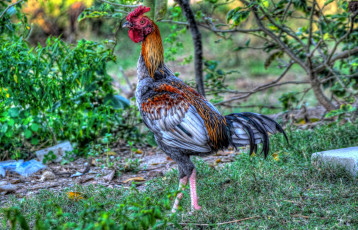 Картинка животные куры +петухи петух бойцовый