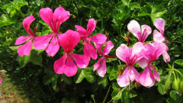 Картинка цветы герань капли