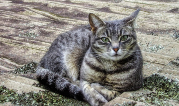 Картинка животные коты киса