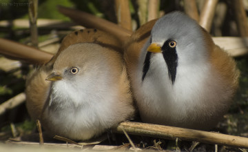 Картинка животные птицы пара макро
