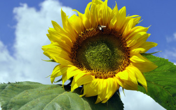 Картинка цветы подсолнухи лепестки желтые