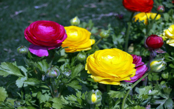 Картинка цветы ранункулюс+ азиатский+лютик малиновый желтый