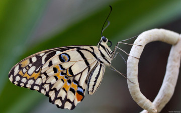 Картинка животные бабочки +мотыльки +моли бабочка