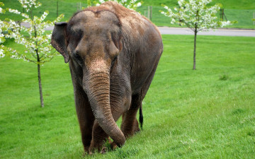 Картинка животные слоны слон млекопитающее трава деревья цвет