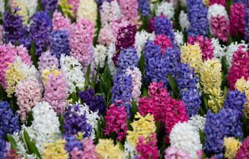 Картинка цветы гиацинты разноцветный яркий ковер