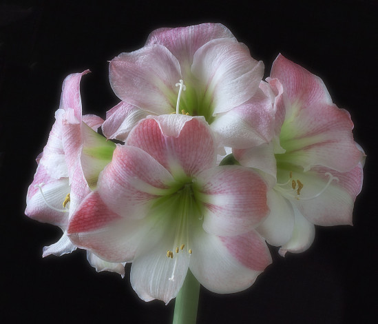 Обои картинки фото amaryllis apple blossom on black, цветы, амариллисы,  гиппеаструмы, цветок