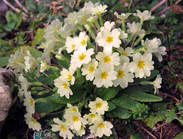 Обои картинки фото цветы, примулы, весна, жёлтые, куст