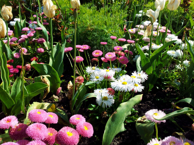 Обои картинки фото цветы, разные вместе, тюльпаны, ромашки, маргаритки