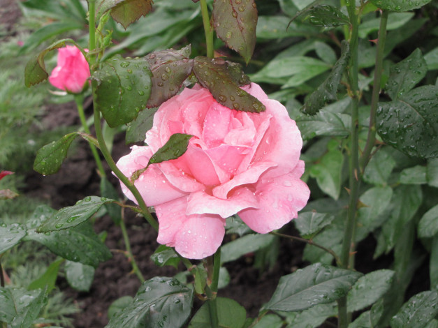 Обои картинки фото цветы, розы, капли