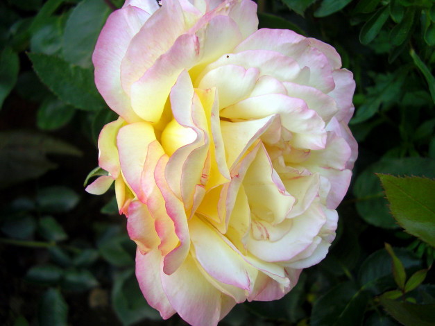 Обои картинки фото цветы, розы, макро