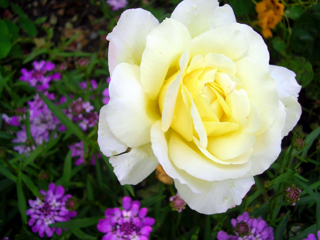 Обои картинки фото цветы, розы, макро