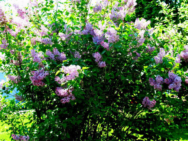 Обои картинки фото цветы, сирень, куст