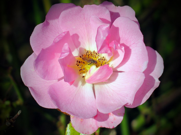 Обои картинки фото цветы, розы, лепестки, макро, цветок, розовая, насекомое, роза