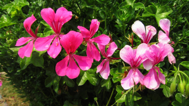 Обои картинки фото цветы, герань, капли