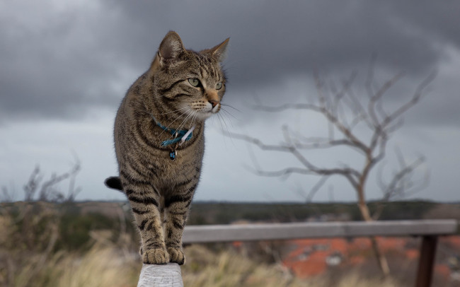 Обои картинки фото животные, коты, киса