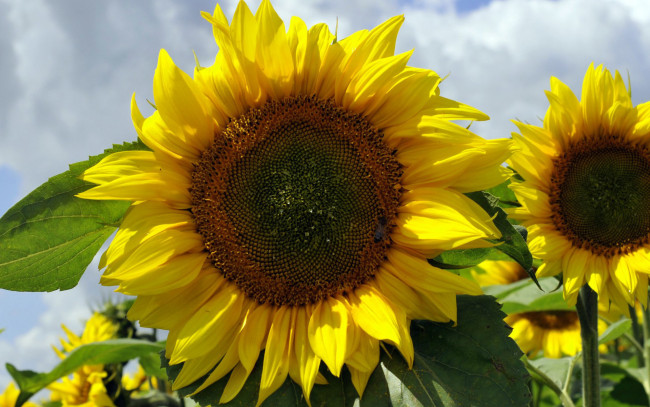 Обои картинки фото цветы, подсолнухи, лепестки, желтые