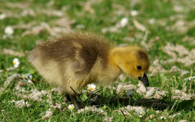 Обои картинки фото животные, гуси, трава, птенец, гусёнок