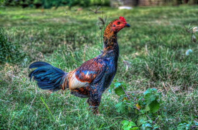 Обои картинки фото животные, куры,  петухи, петух, бойцовый