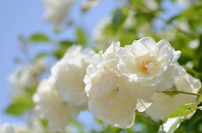 Обои картинки фото цветы, розы, природа, фото, макро, белый, цветок