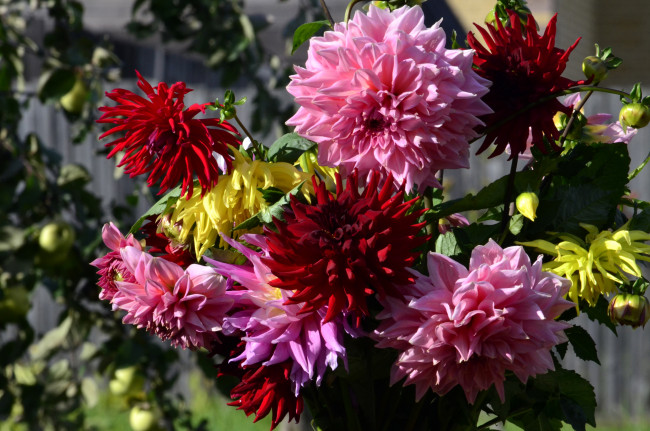 Обои картинки фото цветы, георгины, фото