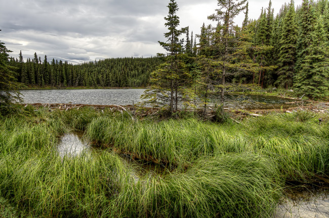 Обои картинки фото природа, реки, озера, река, лес