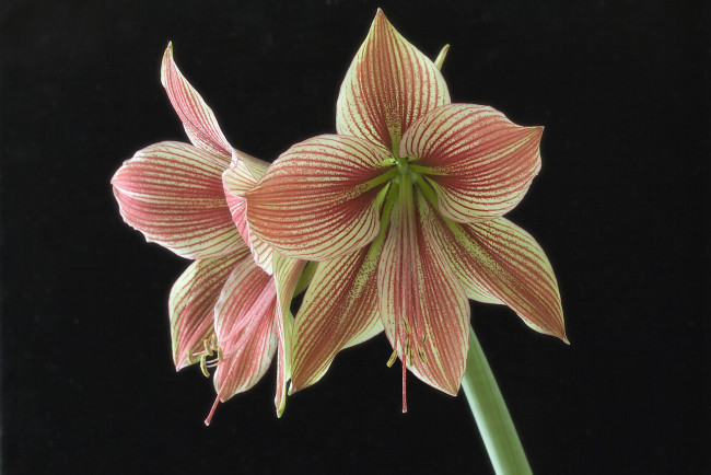 Обои картинки фото amaryllis exotic star, цветы, амариллисы,  гиппеаструмы, цветок