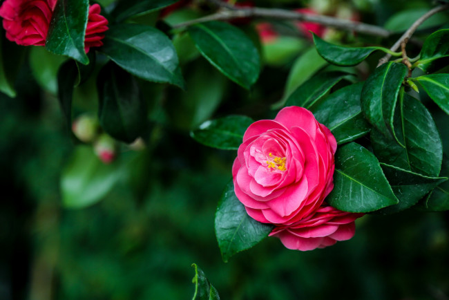 Обои картинки фото цветы, камелии, листья, цветок, розовый, камелия