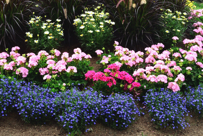 Обои картинки фото цветы, разные вместе, клумба