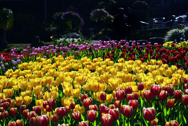 Обои картинки фото цветы, тюльпаны, клумба