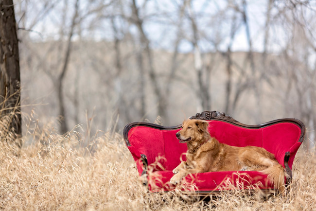 Обои картинки фото животные, собаки, red, chair, природа, golden, retriever, диван