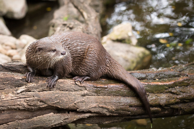 Обои картинки фото животные, выдры,  каланы,  ондатры, бревно, водоём, хвост, мордочка, хищник, выдра