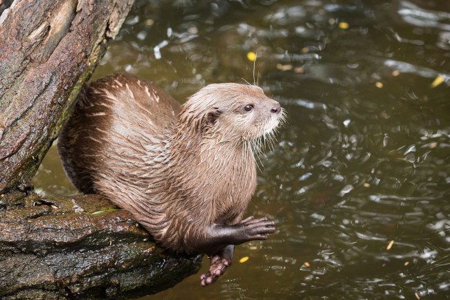 Обои картинки фото животные, выдры,  каланы,  ондатры, хищник, выдра, лапки, мордочка, поза, бревно, водоём