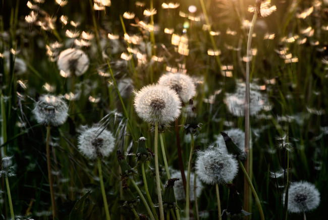 Обои картинки фото цветы, одуванчики, свет, лето