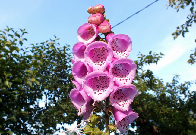 Обои картинки фото цветы, дигиталис , наперстянка