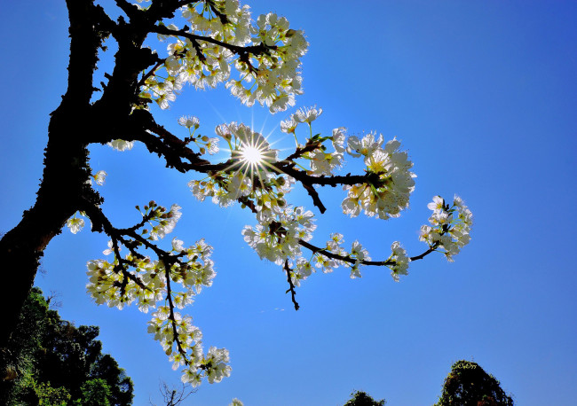 Обои картинки фото цветы, цветущие деревья ,  кустарники, ветка, солнце, небо
