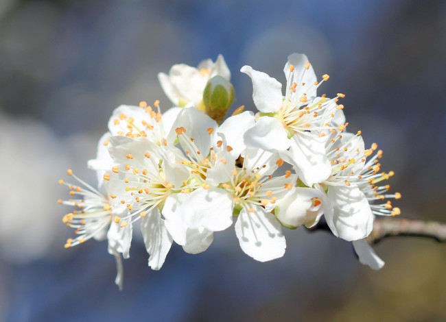 Обои картинки фото цветы, цветущие деревья ,  кустарники, ветка, макро, фон