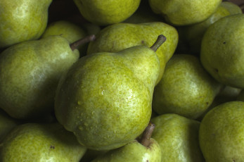 Картинка еда груши макро фрукт плод груша