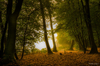 Картинка природа лес деревья