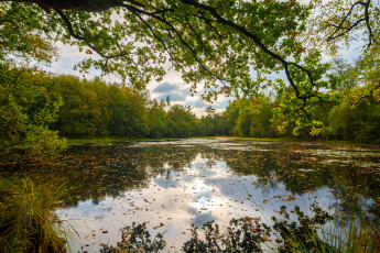 Картинка природа реки озера река лес