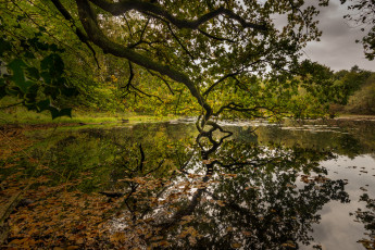 Картинка природа реки озера река лес