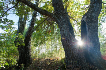 Картинка природа лес рассвет