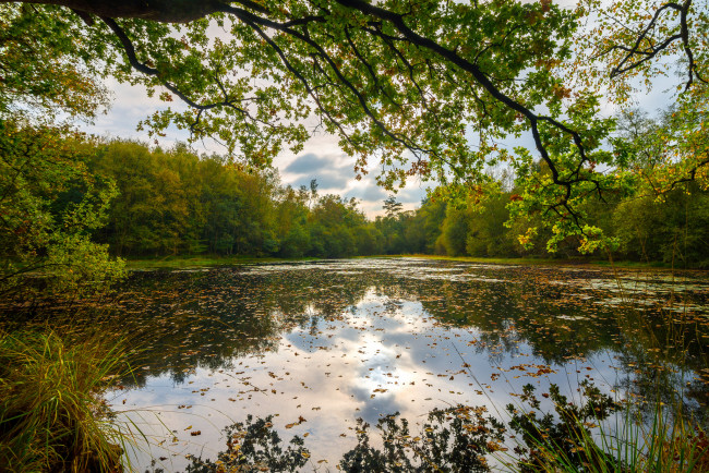 Обои картинки фото природа, реки, озера, река, лес