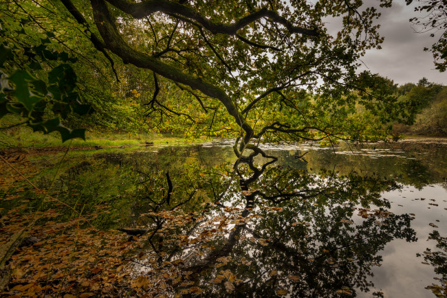 Обои картинки фото природа, реки, озера, река, лес